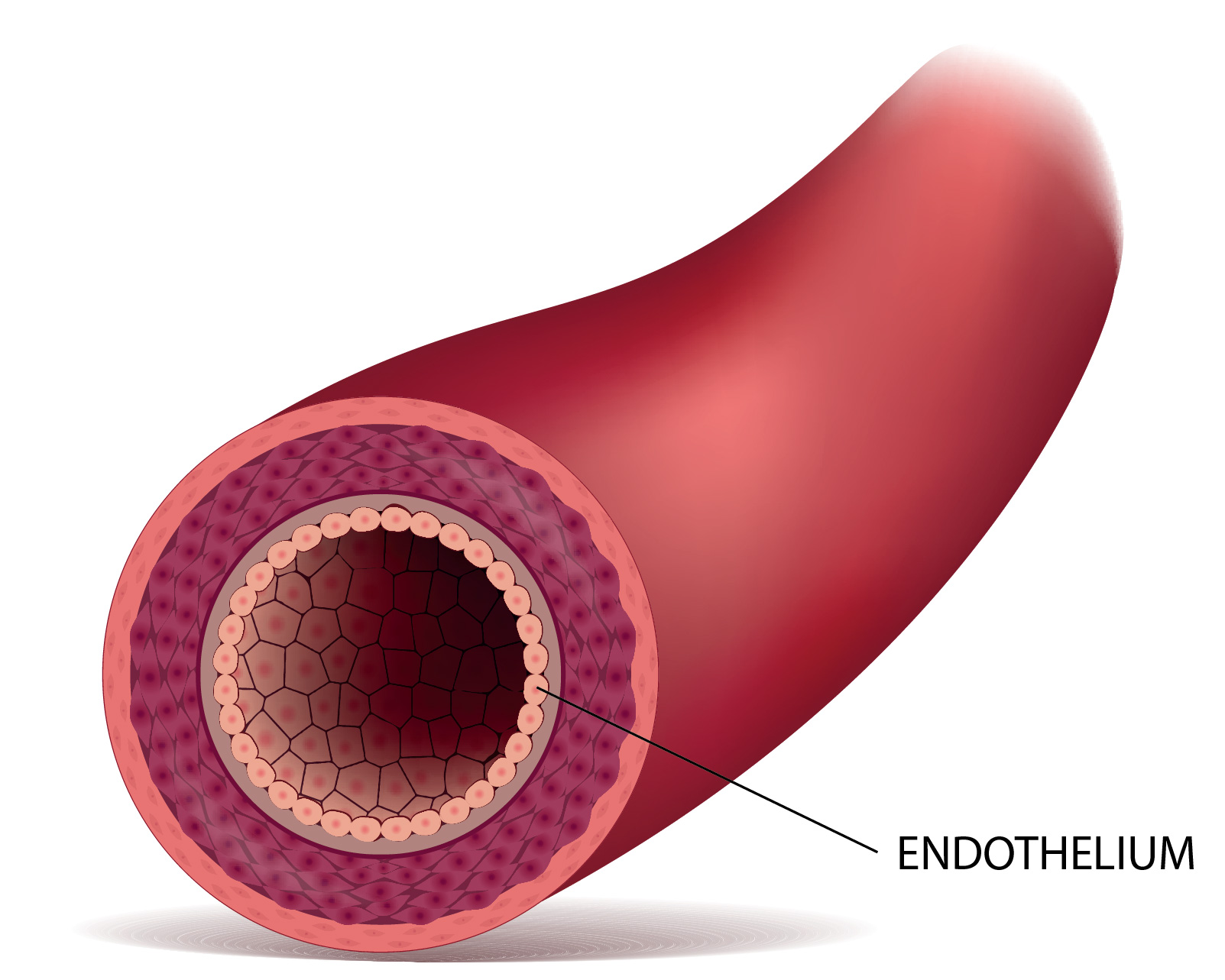 Anatomical cross-section of a blood vessel showing the endothelium lining